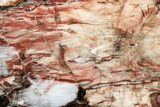 Colorful, Polished Petrified Wood Slab - Cherry Creek, NV #305089-1